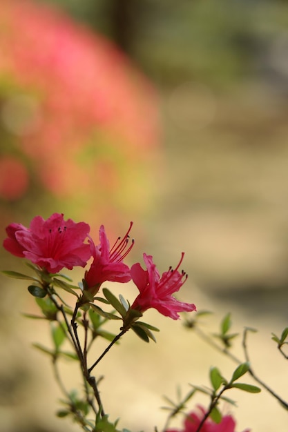 Cherry blossom background image.