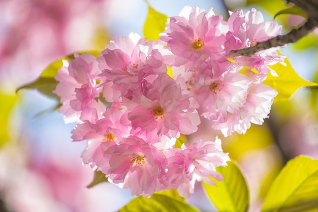 Cherry blossom beautiful, sakura. Japan