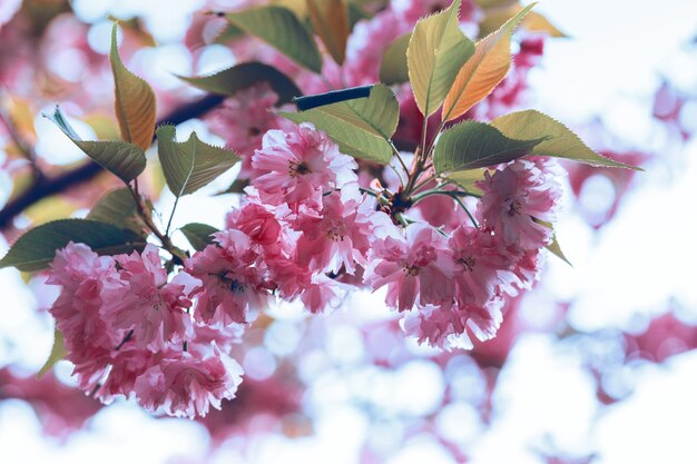 Cherry blossom beautiful, sakura. Spring, Japan