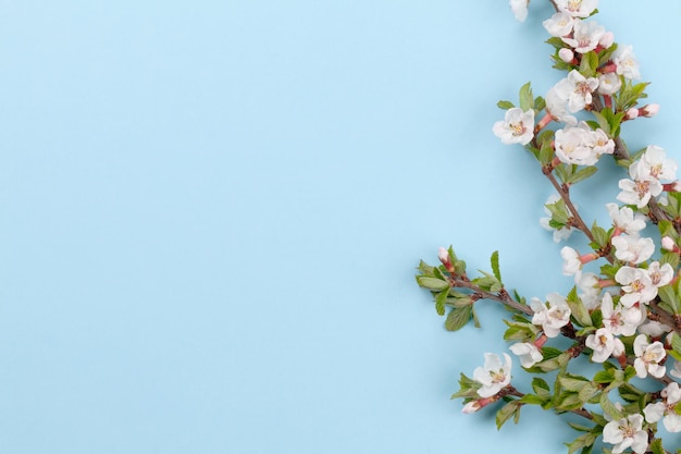 Cherry blossom over blue background