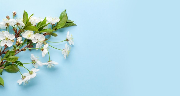 Cherry blossom over blue background