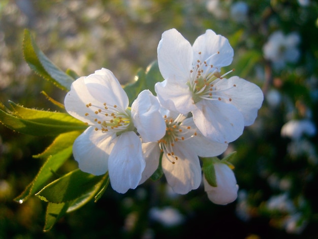 Cherry blossom branch photo