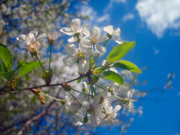 Cherry blossom branch photo