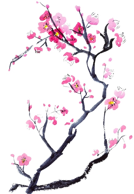 Cherry blossom branch with sakura flower. Sakura on white background. Watercolor cherry bud