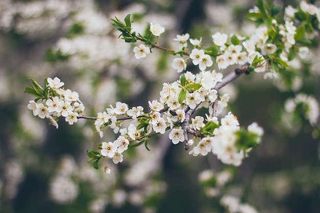 Cherry blossom branches in nature