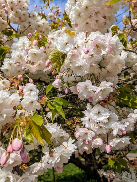 Cherry blossom closeup in spring floral background Irish spring