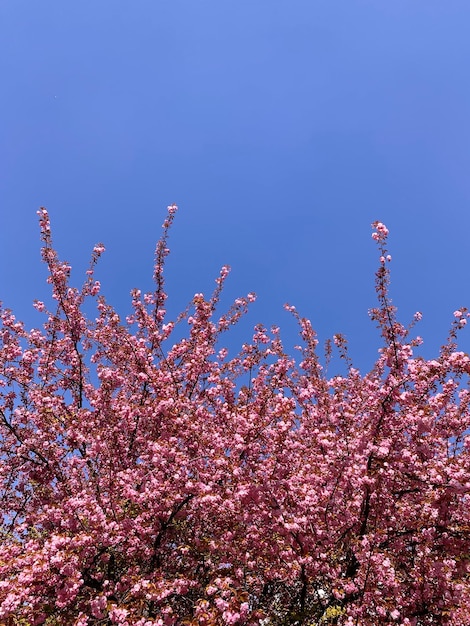 Cherry blossom crown. Pink flowers of a tree against a blue sky