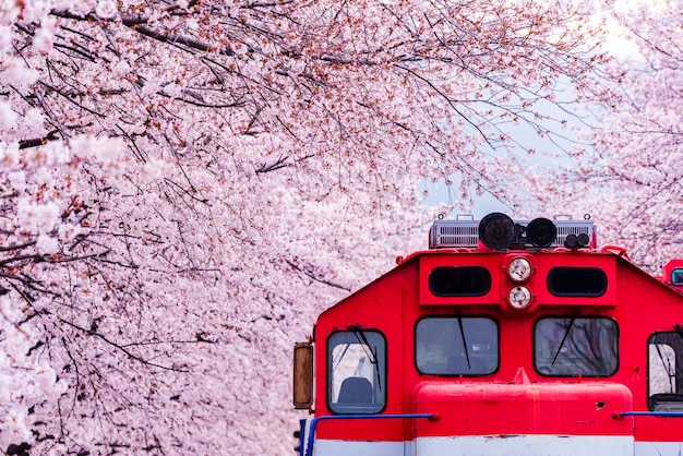 Cherry blossom festival at Gyeonghwa railway station