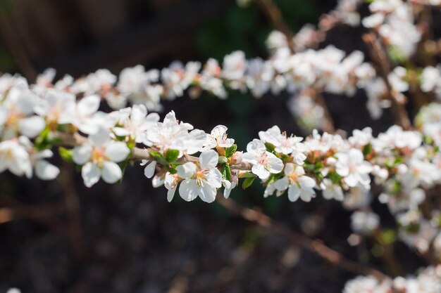 Cherry blossom flower in blooming with branch spring season