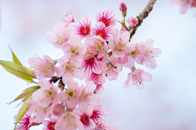 Cherry blossom flowers , sakura flowers background