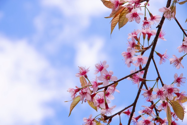 Cherry blossom flowers, sakura flowers on sky