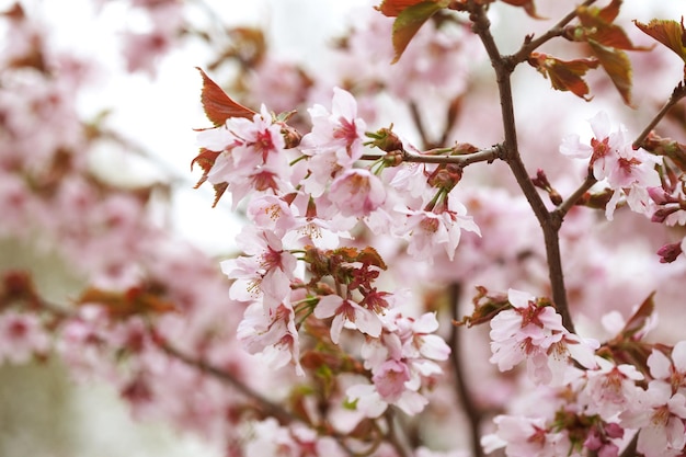 Cherry blossom in full bloom Cherry flowers in small clusters on a cherry tree branch