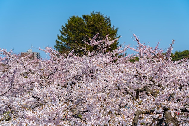 cherry blossom full bloom season with clear blue sky Hakodate Hokkaido Japan