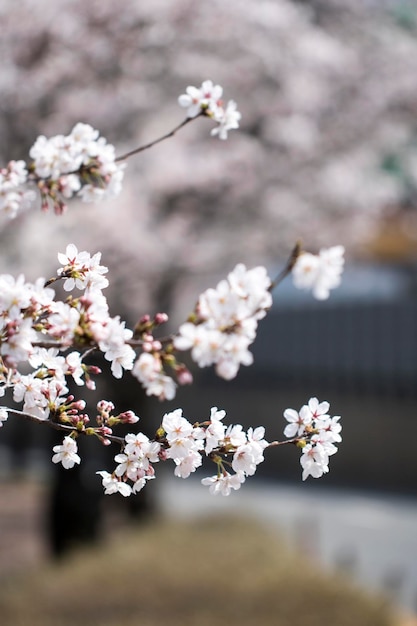 Cherry blossom in full bloom