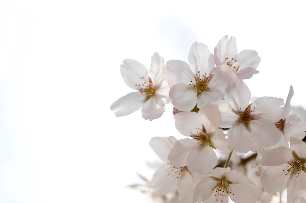 Cherry blossom in full bloom