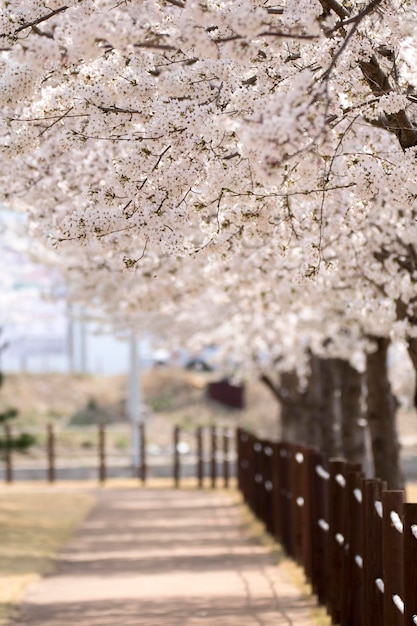 Cherry blossom in full bloom