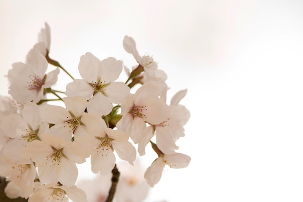 Cherry blossom in full bloom