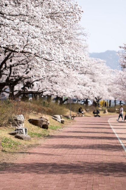 Cherry blossom in full bloom