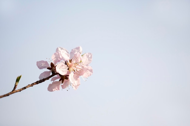 Cherry blossom in full bloom