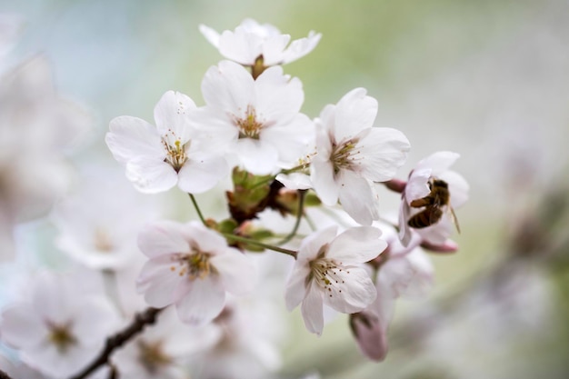 Cherry blossom in full bloom