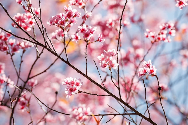 Cherry blossom in Khun Wang ChiangMai Thailand