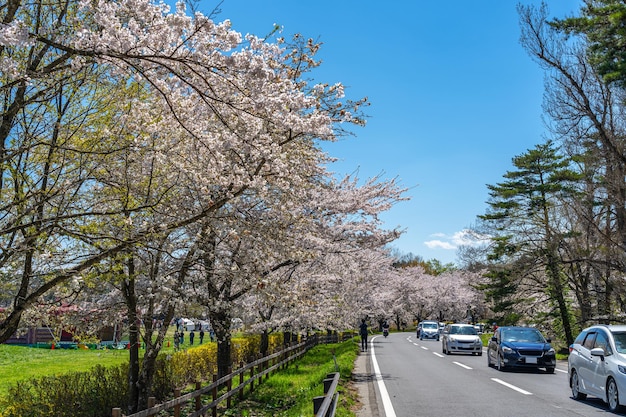 cherry blossom rural road scene