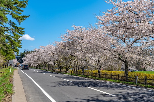 cherry blossom rural road scene