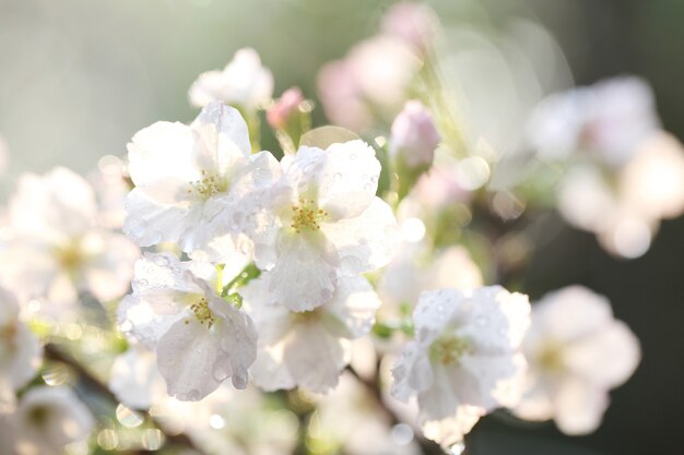 Cherry blossom, Sakura flower with raindrop