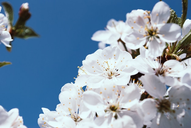 Cherry blossom, sakura flowers isolated on blue background Cherr