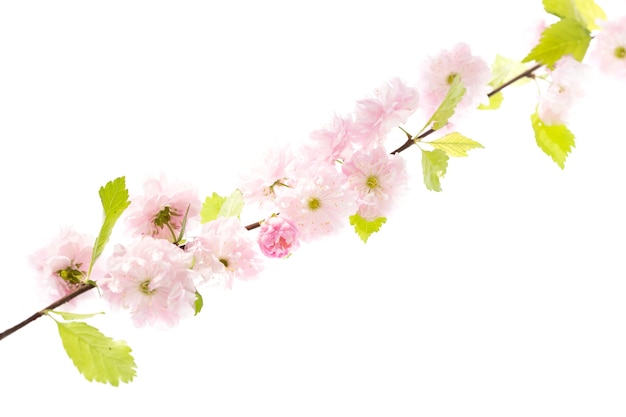 Cherry blossom, sakura flowers isolated on white background