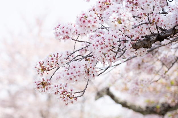 The cherry blossom or Sakura in spring season