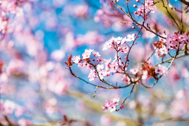 Cherry blossom sakura in spring time over blue sky