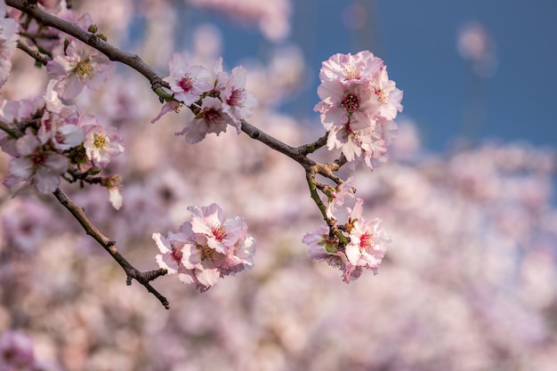 Cherry blossom, sakura tree blooming, pink flowers