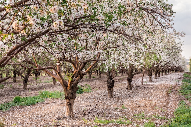 Photo cherry blossom, sakura tree blooming, pink flowers