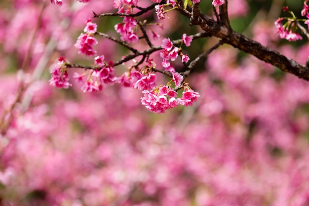 Cherry Blossom and Sakura wallpaper