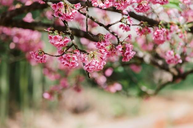 Cherry Blossom and Sakura wallpaper