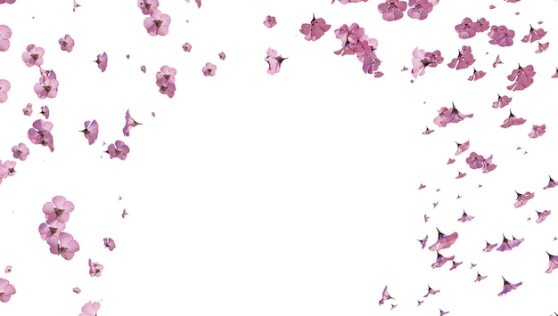 Cherry blossom Sakura on white background 3d rendering