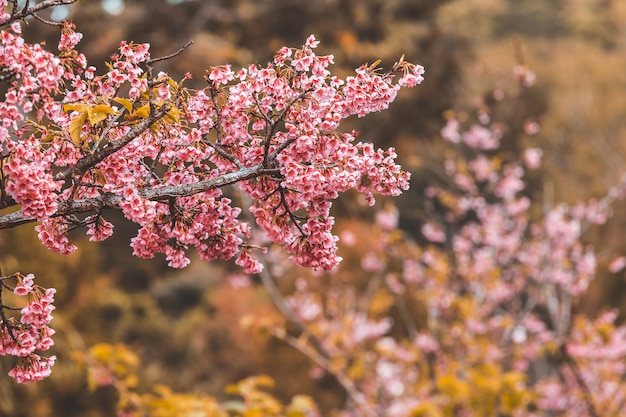 Cherry Blossom and Sakura 