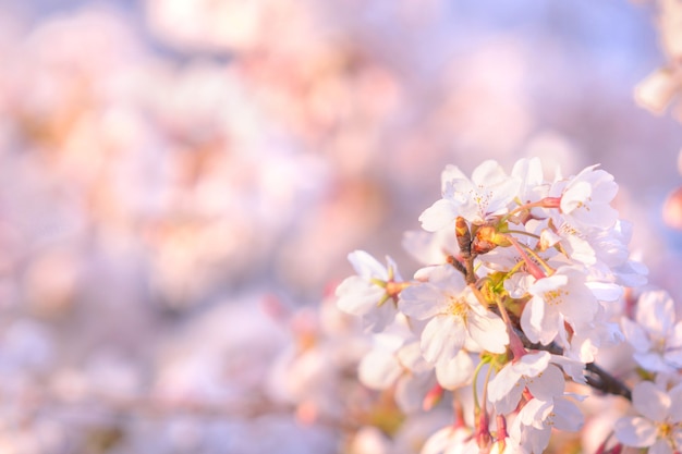 Cherry blossom in spring for background or copy space for text