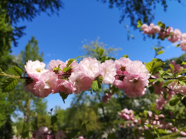 Cherry blossom in spring on a blue sky background Sakura tree