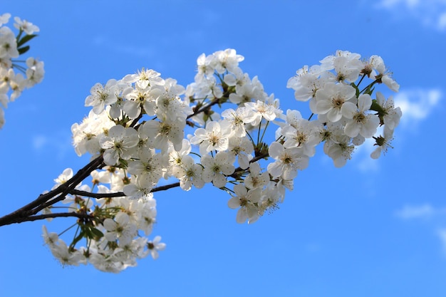 Cherry blossom in spring sunny garden on a blurred background