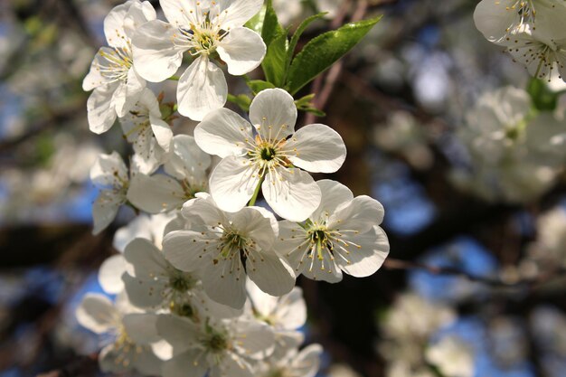 Cherry blossom in spring sunny garden on a blurred background