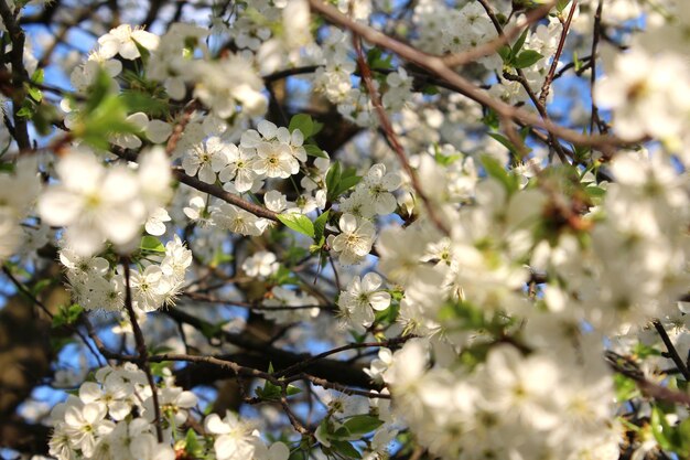 Cherry blossom in spring sunny garden on a blurred background