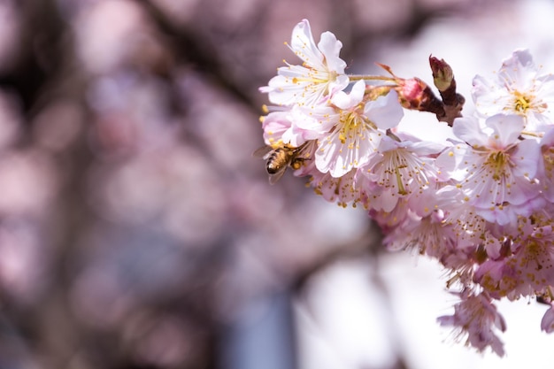 Cherry Blossom in spring with Soft focus Sakura season in koreaBackground