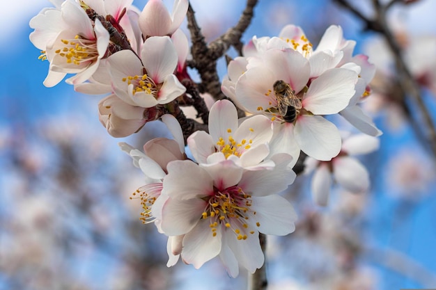 cherry blossom in spring