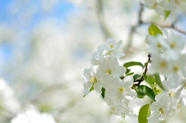 Cherry blossom in spring