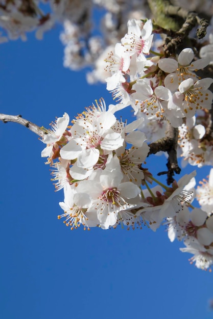 Cherry blossom in a sunny garden on a blue sky blurred background