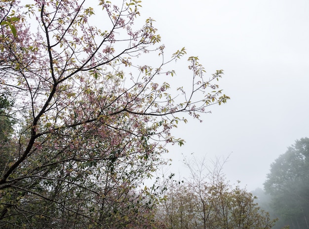 Cherry blossom tree is blooming with the light fog.