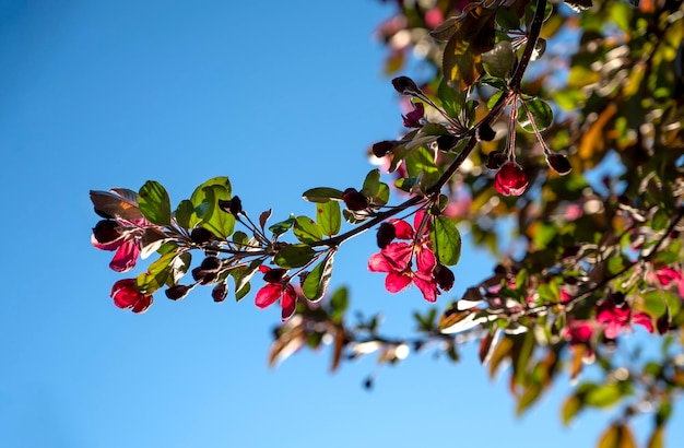 Cherry Blossom with bright blue sky on sunny day in spring. Spring time concept