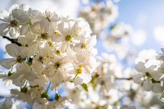 Cherry blossom with white small flowers on a tree